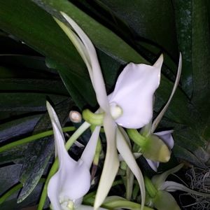 Meet your Posher, Carol